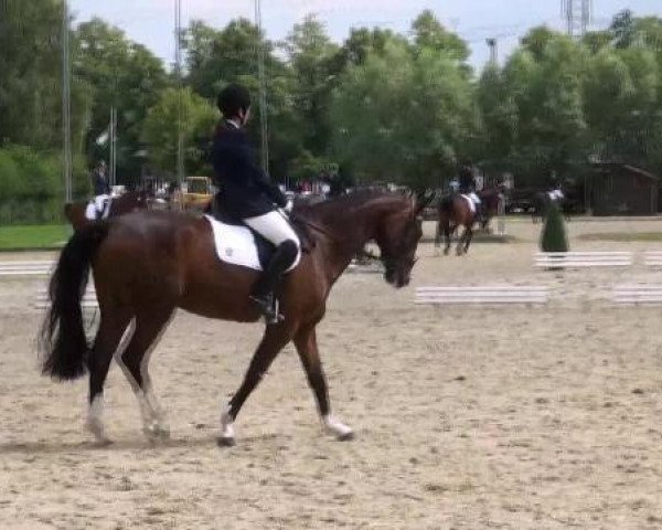dressage horse Titan (Andalusier, 2006, from Aguacil II)