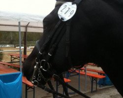 dressage horse Khakidou (German Riding Pony, 2003, from Kaptain)