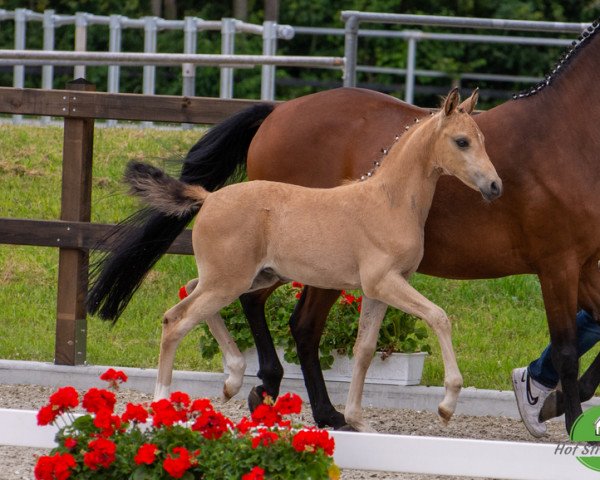 dressage horse Day Dream (German Riding Pony, 2022, from D-Gold AT NRW)