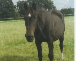 broodmare Maltia (Holsteiner, 1975, from Raimond)