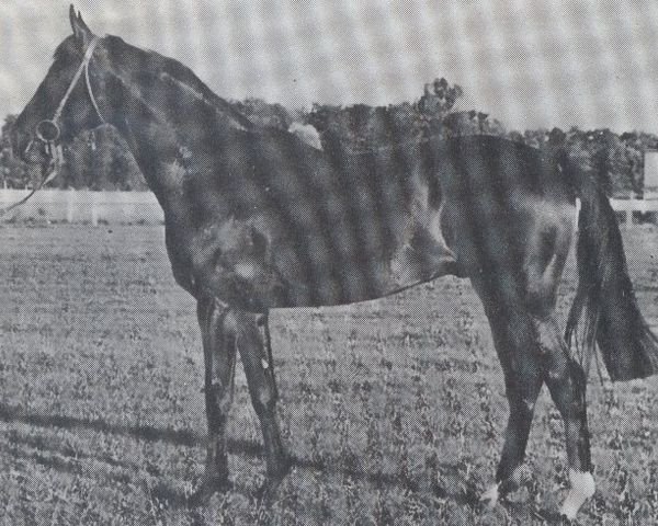 stallion Don Giovanni xx (Thoroughbred, 1966, from Orsini xx)
