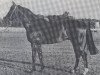 stallion Don Giovanni xx (Thoroughbred, 1966, from Orsini xx)