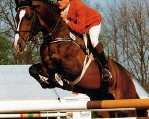 horse Ramiro's Son I (Holsteiner, 1980, from Ramiro Z)