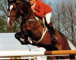 Deckhengst Ramiro's Son I (Holsteiner, 1980, von Ramiro Z)