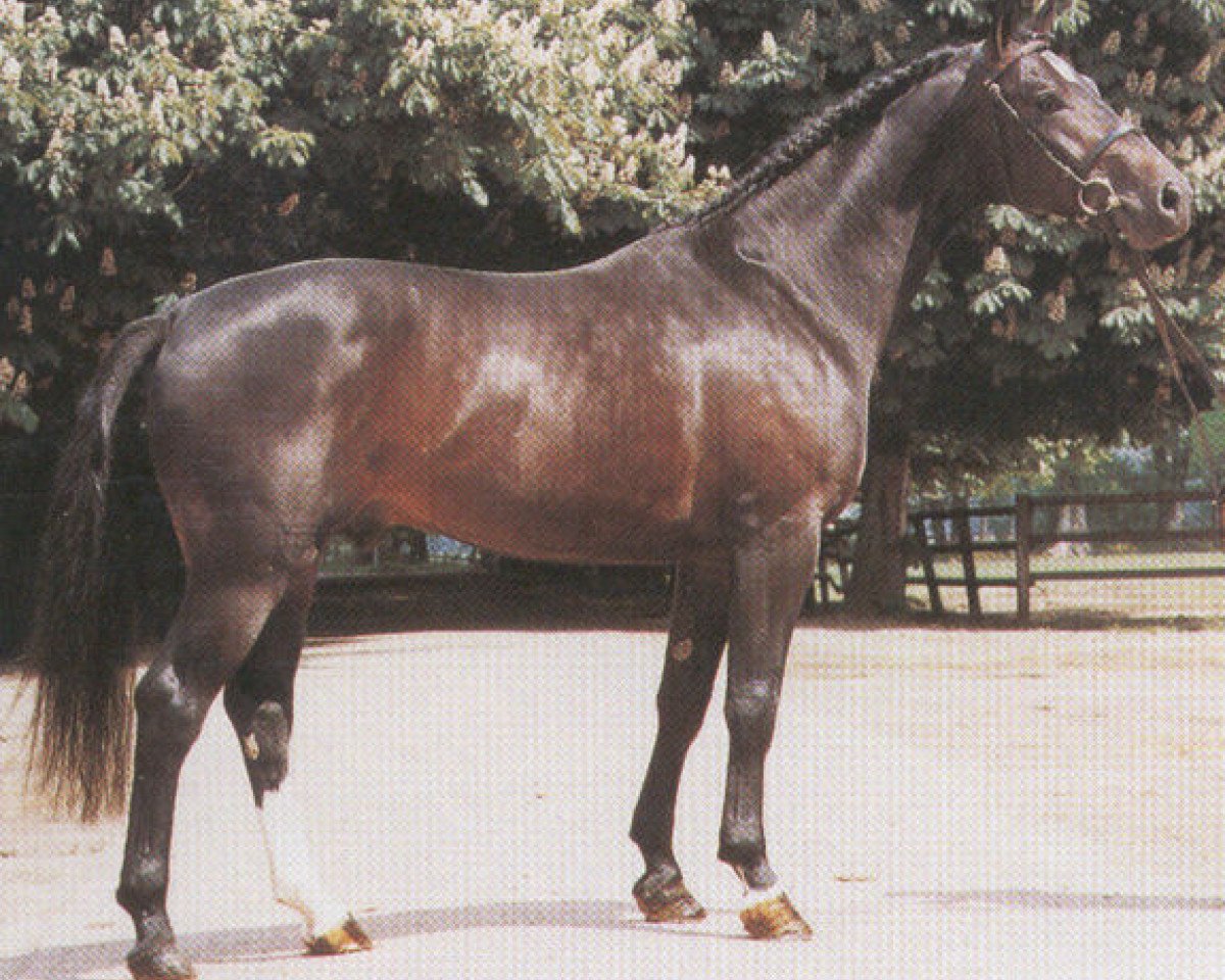 Deckhengst Pik Kaiser (Hannoveraner, 1983, von Pik Bube I)
