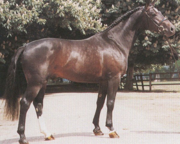 stallion Pik Kaiser (Hanoverian, 1983, from Pik Bube I)