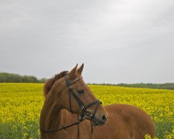 horse Ophelia (Holsteiner, 1999, from Exkurs)