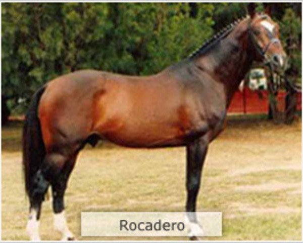 Deckhengst Rocadero (Holsteiner, 1980, von Ronald)