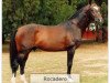 stallion Rocadero (Holsteiner, 1980, from Ronald)