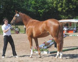 broodmare Donauflamme 2 (Trakehner, 2008, from Rheinklang)