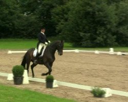 dressage horse Jesse James 23 (Rhinelander, 2004, from Jazz Time)