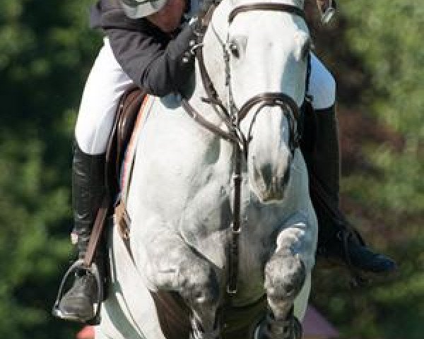 jumper Cerona Hs (Zangersheide riding horse, 2001, from Celano)
