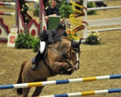 broodmare Callas Sitte Z (Zangersheide riding horse, 1998, from Calvaro Z)