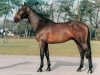 stallion Quality Touch Z (Oldenburg, 1992, from Quick Star)