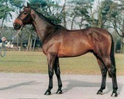 stallion Quality Touch Z (Oldenburg, 1992, from Quick Star)