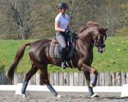 dressage horse Don Amour de Hus (Oldenburg, 2006, from Don Primero)