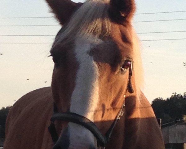 horse Mandy (Haflinger, 1990, from Hofmacher)