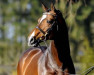 stallion Acodetto I (Holsteiner, 2001, from Acorado I)