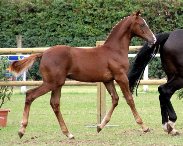 Springpferd Hengst von Captain Jack (Westfale, 2012, von Captain Jack 44)