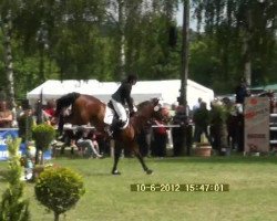 dressage horse Cool Boy 5 (Holsteiner, 1995, from Calato)