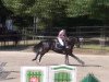 jumper Caruso 420 (Hanoverian, 2004, from Conteur)