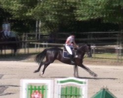 jumper Caruso 420 (Hanoverian, 2004, from Conteur)