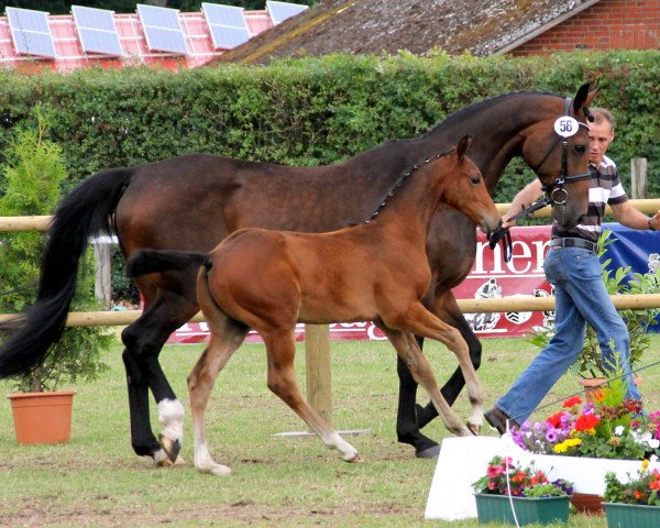 Springpferd Hengst von Lordanos (Westfale, 2012, von Lordanos)