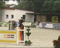 Springpferd Flash 224 (Hannoveraner, 2004, von For Feeling)