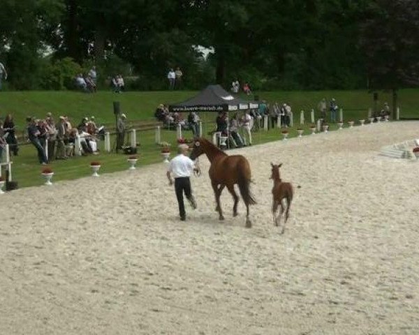 jumper Stute von Kostolany x Julio Mariner xx (Westphalian, 2012, from Kostolany)