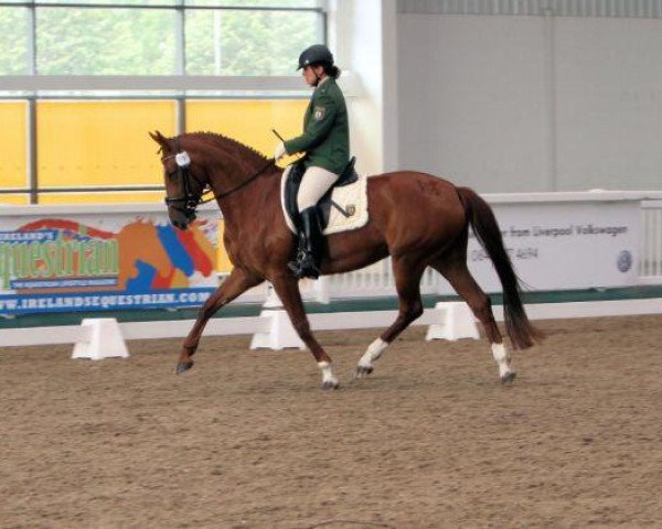 dressage horse Florence Gryffindor (Rhinelander, 2004, from Feinsinn)