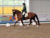 dressage horse Florence Gryffindor (Rhinelander, 2004, from Feinsinn)