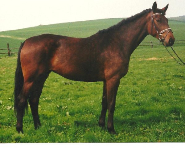 broodmare Cherie (Westphalian, 1992, from Charmant AA)