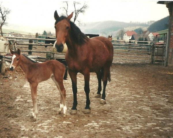 Zuchtstute Pia (Westfale, 1988, von Pilot)