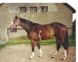 horse Pialotta 36 (Westphalian, 2001, from Pavarotti van de Helle)