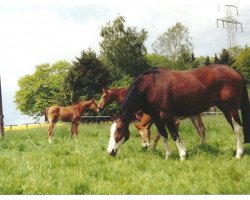 broodmare Port Said IV (Westphalian, 1989, from Pilot)