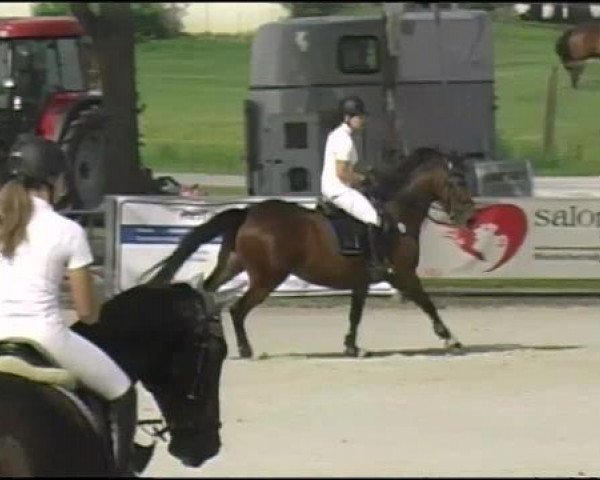 Springpferd Cortes 8 (Dänisches Warmblut, 2000, von Come Back II)