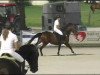 jumper Cortes 8 (Danish Warmblood, 2000, from Come Back II)