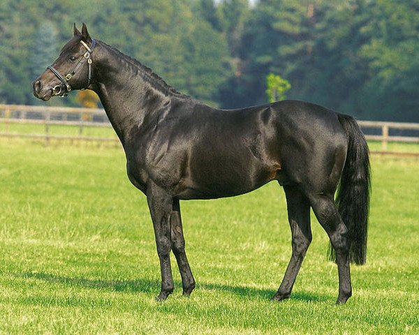 stallion Goofalik xx (Thoroughbred, 1987, from Lyphard xx)