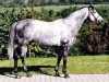 stallion Acambaro xx (Thoroughbred, 1996, from Goofalik xx)