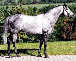 stallion Acambaro xx (Thoroughbred, 1996, from Goofalik xx)