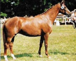 broodmare Gretchen V (Trakehner, 1982, from Trafaret)