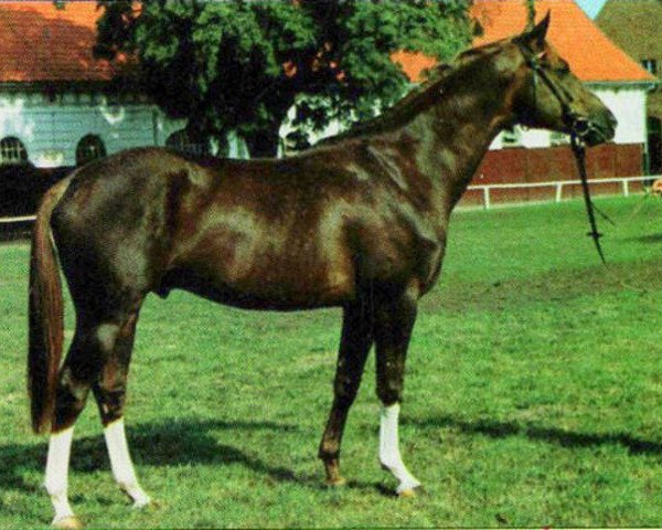 stallion Grenzfall (Trakehner, 1989, from Altan II)