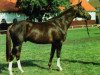 stallion Grenzfall (Trakehner, 1989, from Altan II)