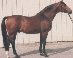 stallion Amor II (Trakehner, 1970, from Maharadscha)