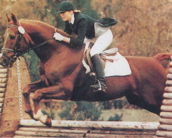 stallion Steinwurf (Hanoverian, 1968, from Steinhaeger)