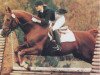 stallion Steinwurf (Hanoverian, 1968, from Steinhaeger)