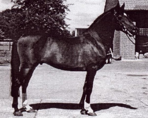 stallion Nobel (German Riding Pony, 1979, from Nadler I)