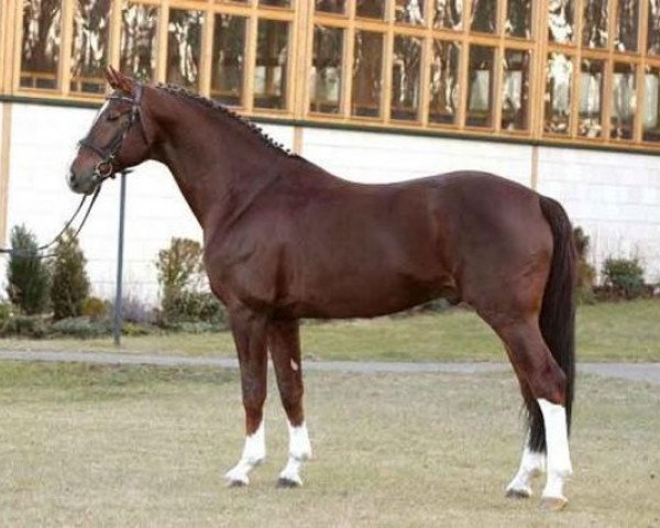 stallion Richelshagen (Oldenburg, 1994, from Rubinstein I)