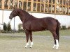 stallion Richelshagen (Oldenburg, 1994, from Rubinstein I)