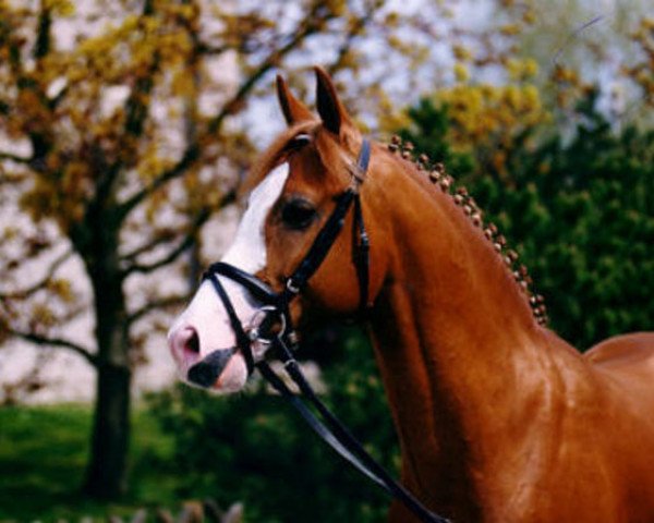stallion Top Nonstop (German Riding Pony, 1991, from Nantano)